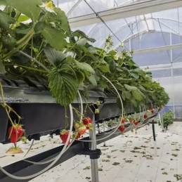 Agrotekstilė sodo kilimėlis balta žieminė agrotekstilė 100 mx 1,6 m 80 g