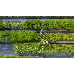 Juodas nuo piktžolių agrotekstilė 0,8x100m agrotekstilės kilimėlis piktžolėms 100g
