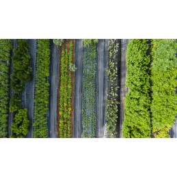 Juoda agrotekstilė 150g piktžolėms 1,6x40m stipri stora agrotekstilė