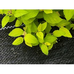 Agrotekstas stiprus 1 1x50m juoda 135 g m2 uv 3 kietas storas 50 smeigtukai