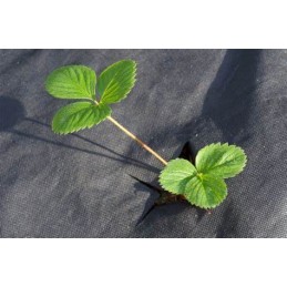 Awb5021100agrotekstilė 50g juoda nuo piktžolių žieminė 2,1x100m