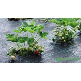 Augalinis audinys 1 6x100m juoda 160cm x 100m 70 g m2