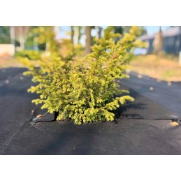 Agrowwoven audinys nuo piktžolių 3 2x50mb 45g m2 juodas