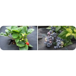 Stipri agrotekstilė agrotekstilė 90g 1,6x50m plius inkarai 004690