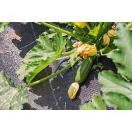 Agrotekstilė nuo piktžolių 1,6 x 5m, agrotekstilė, 70g pakuotė