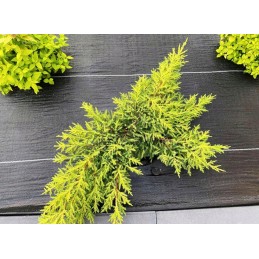 Galimybė stiprus auginimo krosnelė 1 1x50m juoda kieta uv 3 nuo piktžolių dieglių