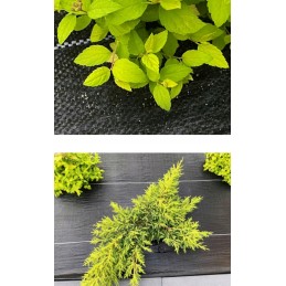 Galimybė stiprus auginimo krosnelė 1 1x50m juoda kieta uv 3 nuo piktžolių dieglių