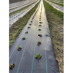 Agrotekstas su skylutėmis braškėms, salotoms, agurkams ir kt. 60 cm x 100 m