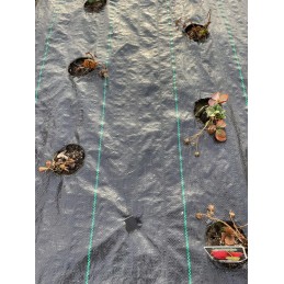 Agrotekstas su skylutėmis braškėms, salotoms, agurkams ir kt. 60 cm x 100 m