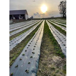 Agrotekstas su skylutėmis braškėms, salotoms, agurkams ir kt. 60 cm x 100 m