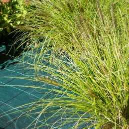 Stipri žalia agrotekstilė nuo piktžolių, lenkiška, 320 cm x 1 mb, 100 g/m², smeigtukai