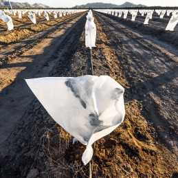 Žiemos apsauginis gaubtas 60x80cm agrotekstilė 3 vnt.