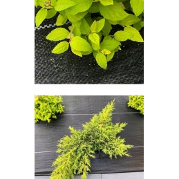 Tvirtas žemės ūkio audinys 1 6x50 apsaugos nuo piktžolių premium 135 g m2 vientisas juodas