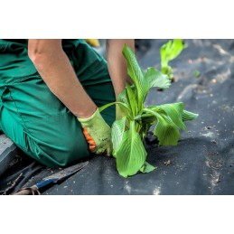 🌟_xDF1F_agrotkanina agrotekstilė juoda 160x10000cm 70g/m²🌟