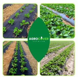 Agrotekstilė, skylutės braškėms ir agurkams, 1,1 x 50 m