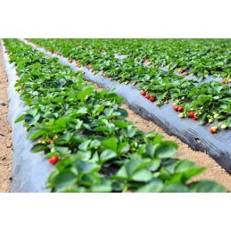 Agrotekstilė, skylutės braškėms ir agurkams, 1,1 x 50 m