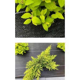 Agrotekstas stiprus juodas 1 6x50 m piktžolėms 135 g m2 mulčiavimas tvarus