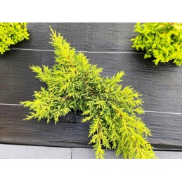 Agrotekstas stiprus juodas 1 6x50 m piktžolėms 135 g m2 mulčiavimas tvarus