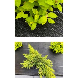 Agrotekstas stiprus juodas 1 6x50 m piktžolėms 135 g m2 mulčiavimas tvarus