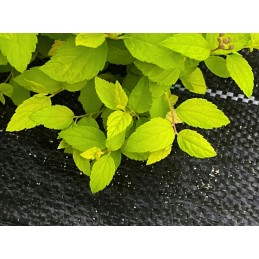 Agrotekstas stiprus juodas 1 6x50 m piktžolėms 135 g m2 mulčiavimas tvarus