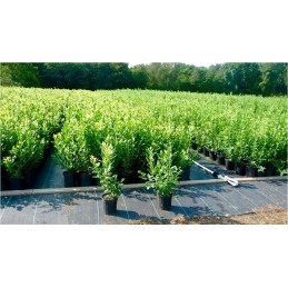 Agrotkanina czarna 1 6x50 uv90 sunrise anti weed agrowloknina kolki