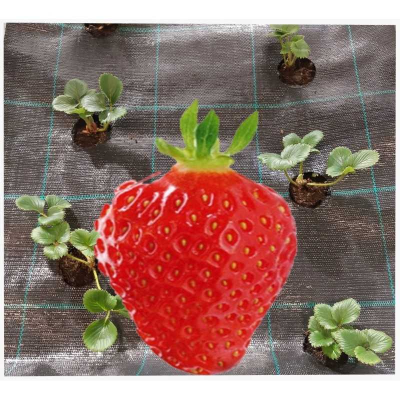 Žemės ūkio audinys skylės braškėms agurkams 1 1x50m