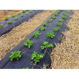 Agroaudums caurumi zemenēm gurķiem 1 1x50m