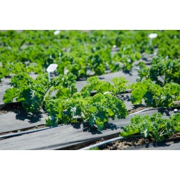 Agrotextile holes for strawberries cucumbers 1 1x50m