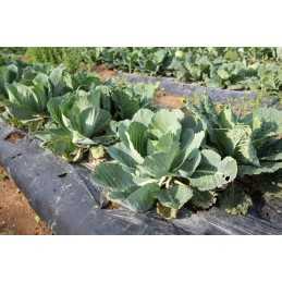 ✨Agritella agroaudina nuo piktžolių su skylutėmis sodinimui į metrą, 3,2x1m, juoda