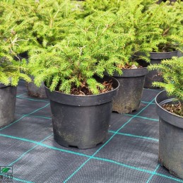 Agromedžiaga juoda profi 100g m2 400cm 20mb