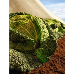 Dengianti agrotekstilė p-19 6,35 x 100 mb wb augalų apsauga