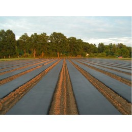 Agrotekstilė nuo piktžolių, juoda, 1,6x200, 50g/m2