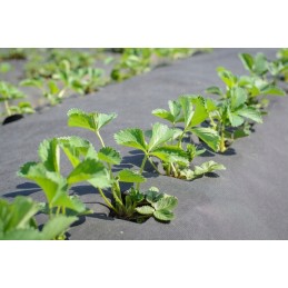⭐⭐Agro GF nuo piktžolių agrotekstilė 1,6x50m juoda piktžolėms stora 100g⭐⭐