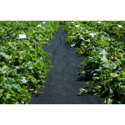 UV agrotekstilė p-150g/m2 1,6x40m juoda storio!!!